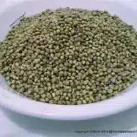 Pearl Millet (Kambu)