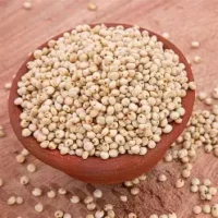 White Sorghum (Mani Cholam)